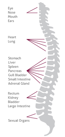 cbp-spine-callouts